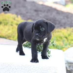 Dawn, Cane Corso Puppy